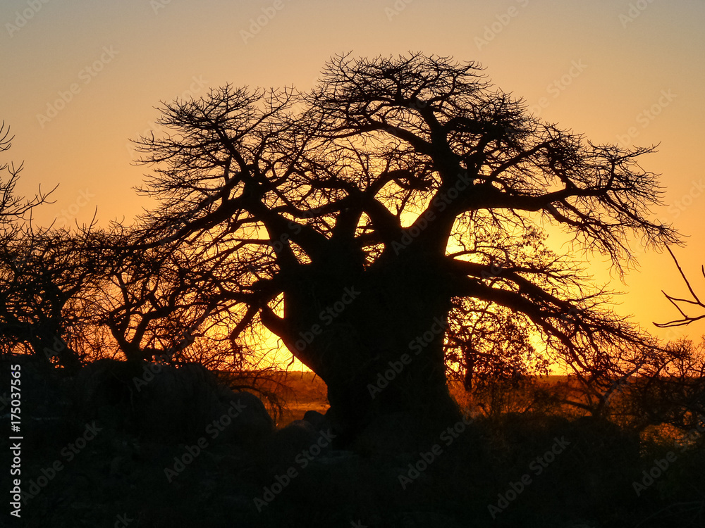 Sunset baobab Kubu