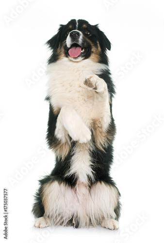 tricolor australian shepherd