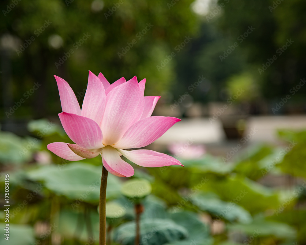 lotus flower pink nature blossom water background beautiful lotus flower pink nature blossom water background beautiful
