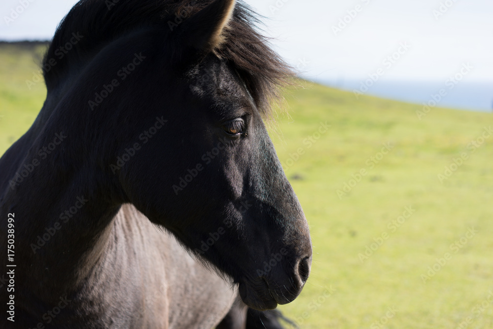 Fototapeta premium Dunkles Islandpony