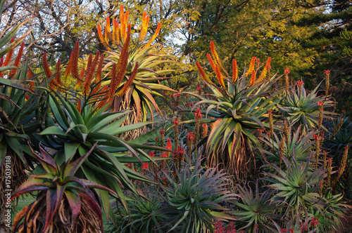 Aloe garden