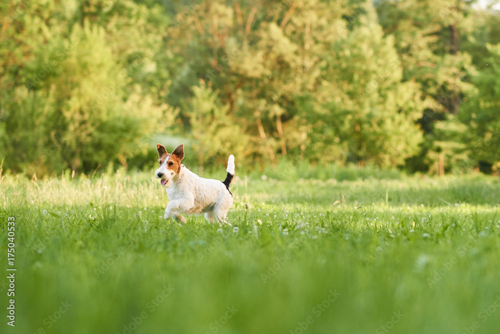 Wire fox terrier running in the park on a warm summer day copyspace animals pets dogs happiness vitality lifestyle friend concept. 