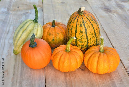 Group of pumpkins and squashes