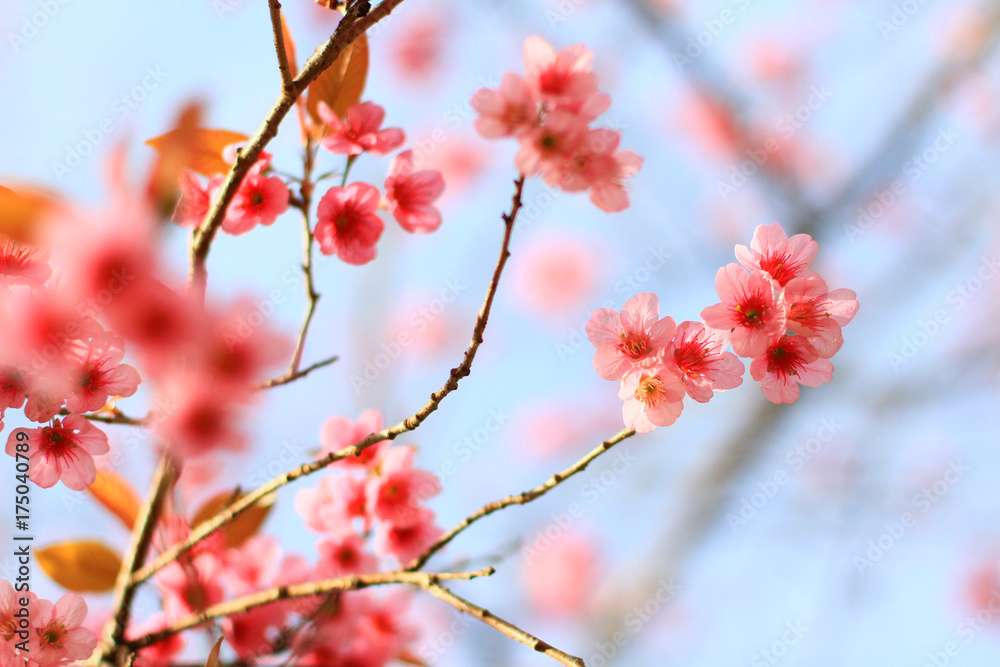 Branch of the Wild Himalayan Cherry flower in Northern of Thailand Branch of the Wild Himalayan Cherry flower in Northern of Thailand