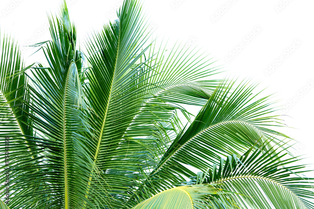 Coconut leaves on isolated background.
