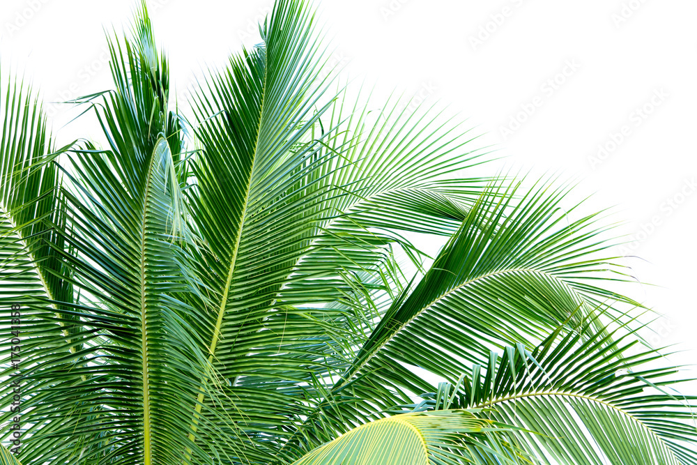 Fototapeta premium Coconut leaves on isolated background.
