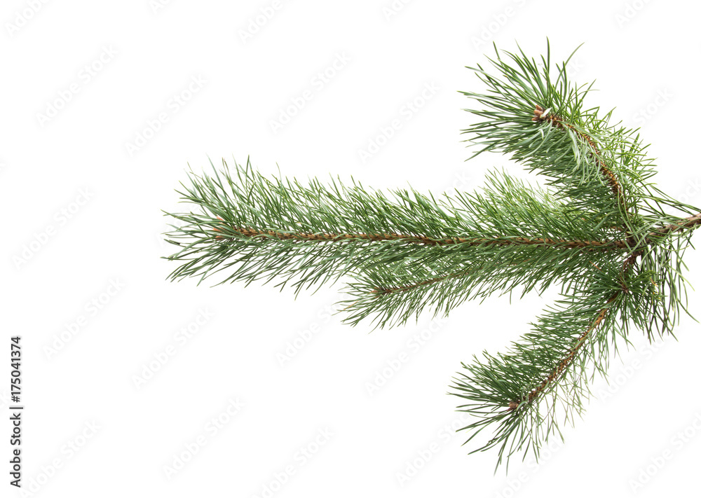 pine branch isolated pine branch isolated
