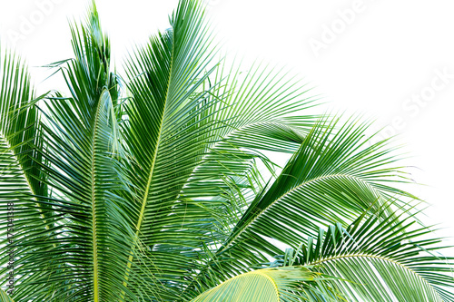 Coconut leaves on isolated background.