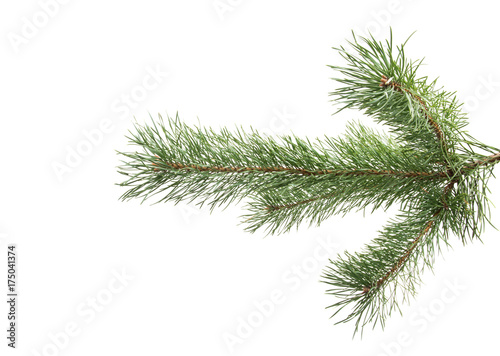 pine branch isolated © ksena32