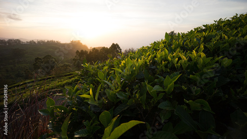 Sonnenaufgang in den Teeplantagen