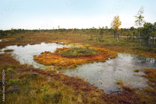 Latvia. Beautiful colors  in the swamp Kemeri.