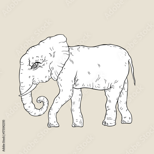 Elephant. Vector illustration