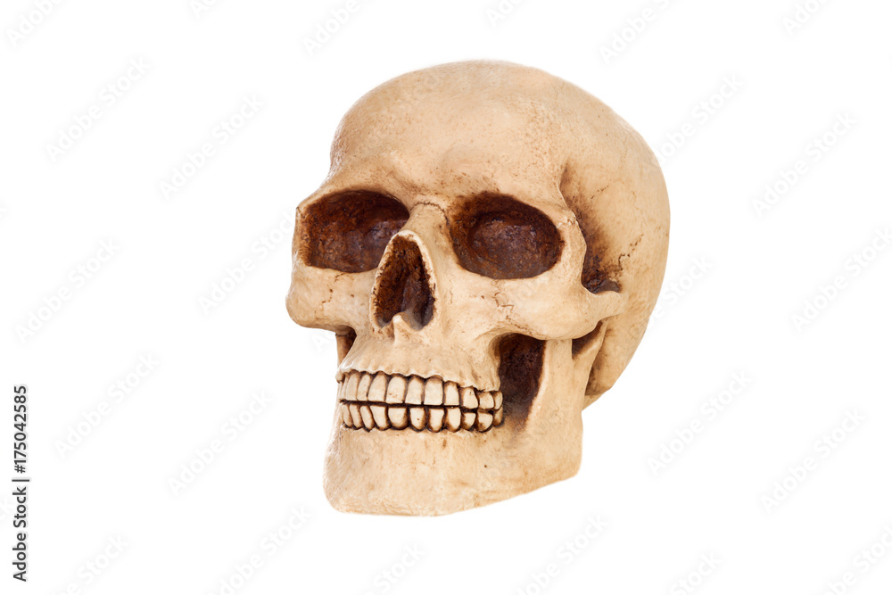 Obraz premium Creepy human skull