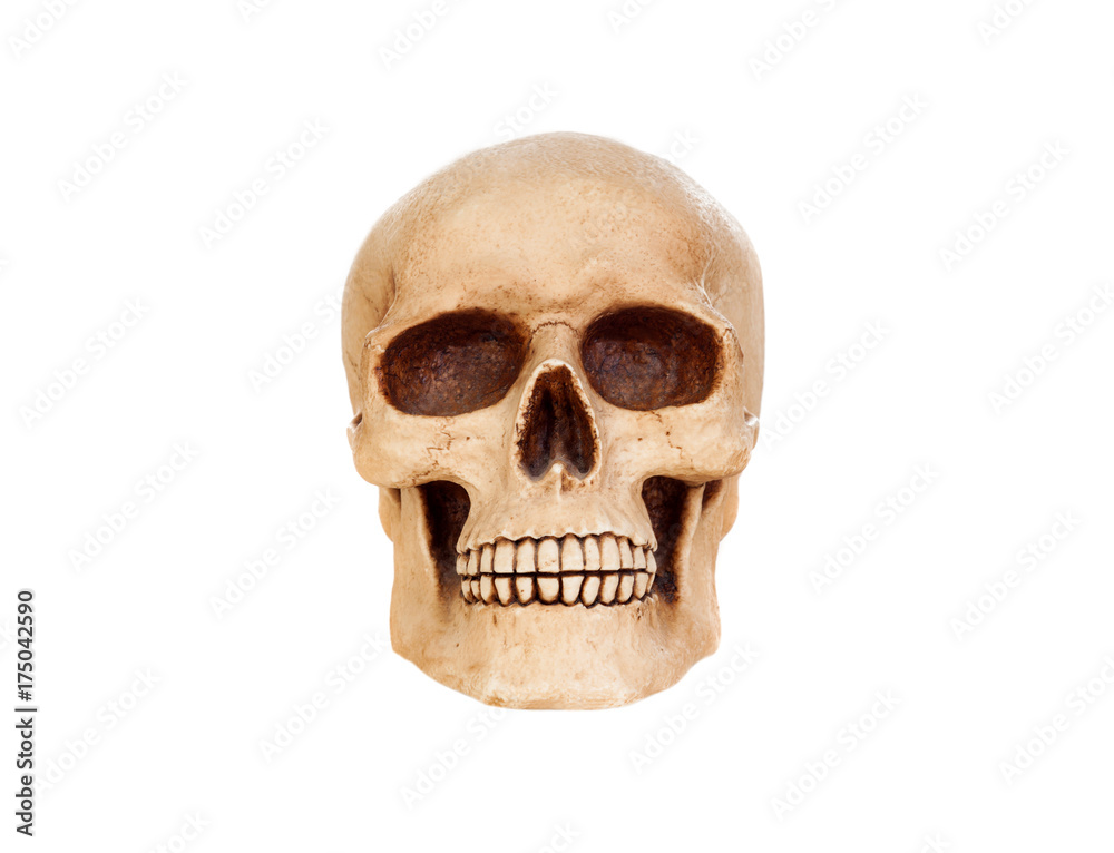 Creepy human skull