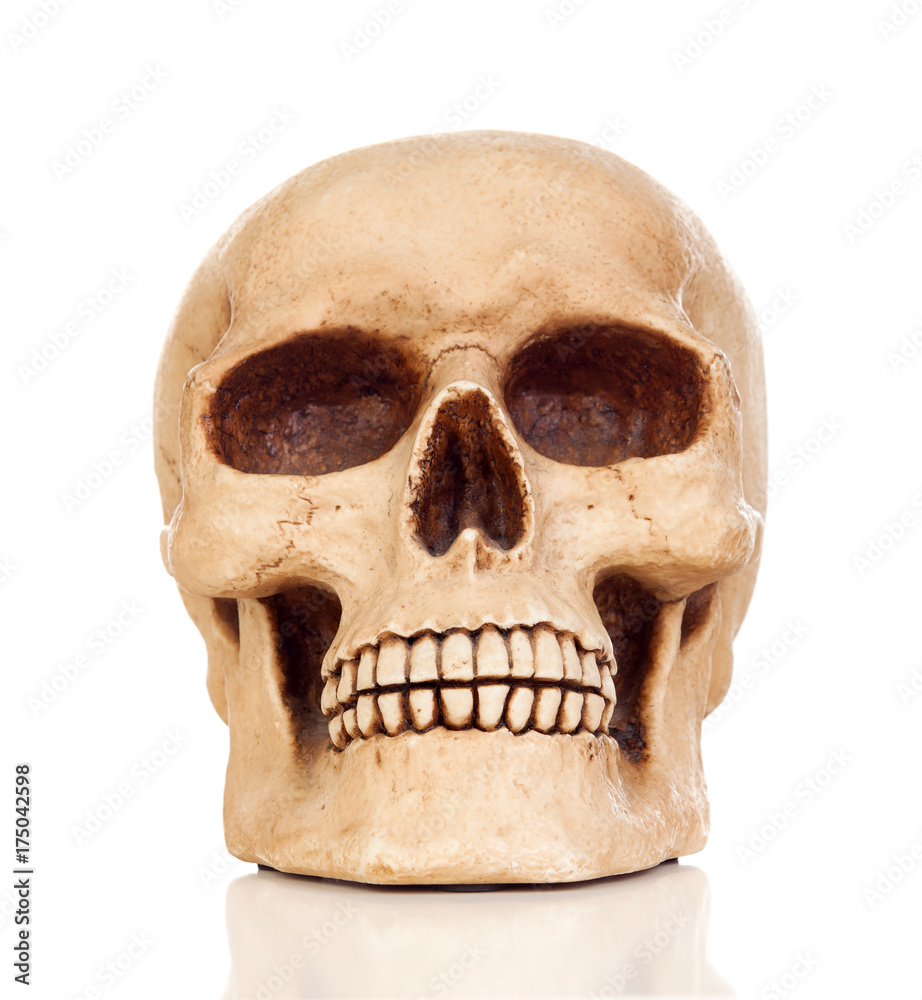 Creepy human skull