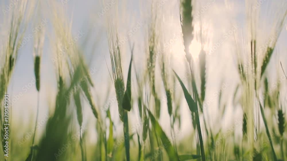 Wheat spikes are beautifully pricked in the wind. Wheat spikes are beautifully pricked in the wind.