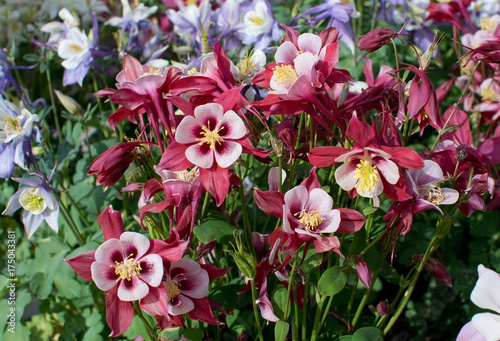 Aquilegia vulgaris Common columbine