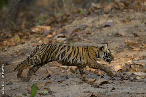 Junger Tiger am Laufen