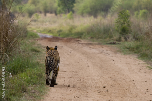 Tiger laeuft auf dem Weg photo