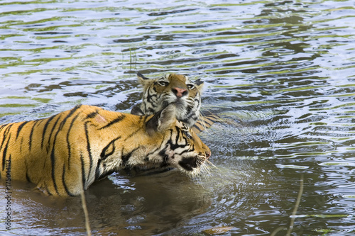 Tigerin spielt mit Jungem im Wasser