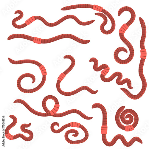 Animal Earth Red Worms for Fishing