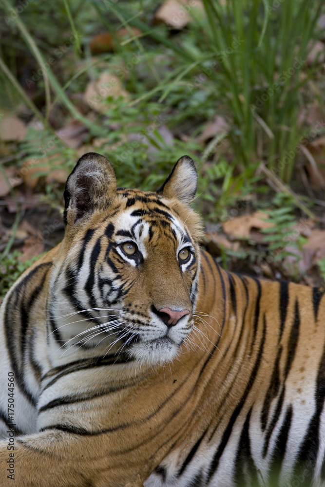 Naklejka premium Tiger beobachtet die Umgebung