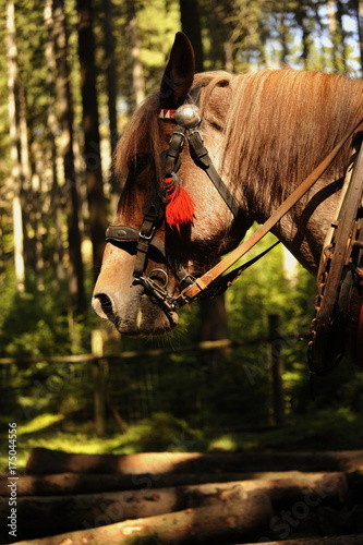 Horse working photo