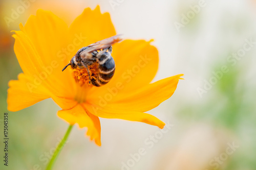 吸蜜するミツバチ