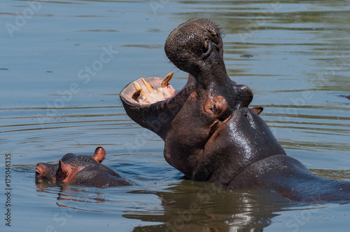 Hippo dominance display, KNP