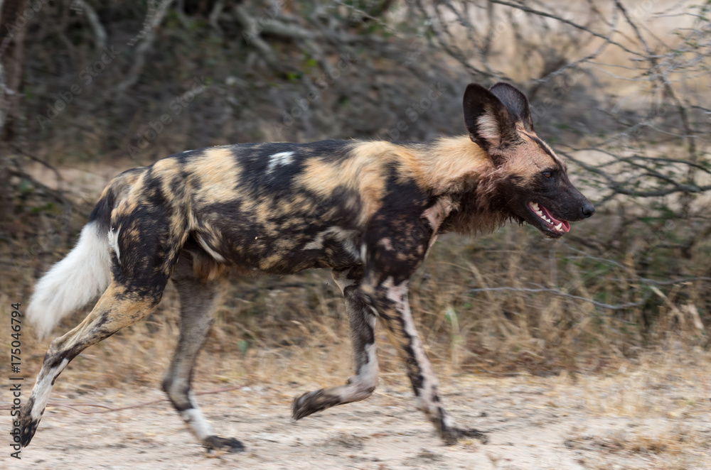 Running african wild dog