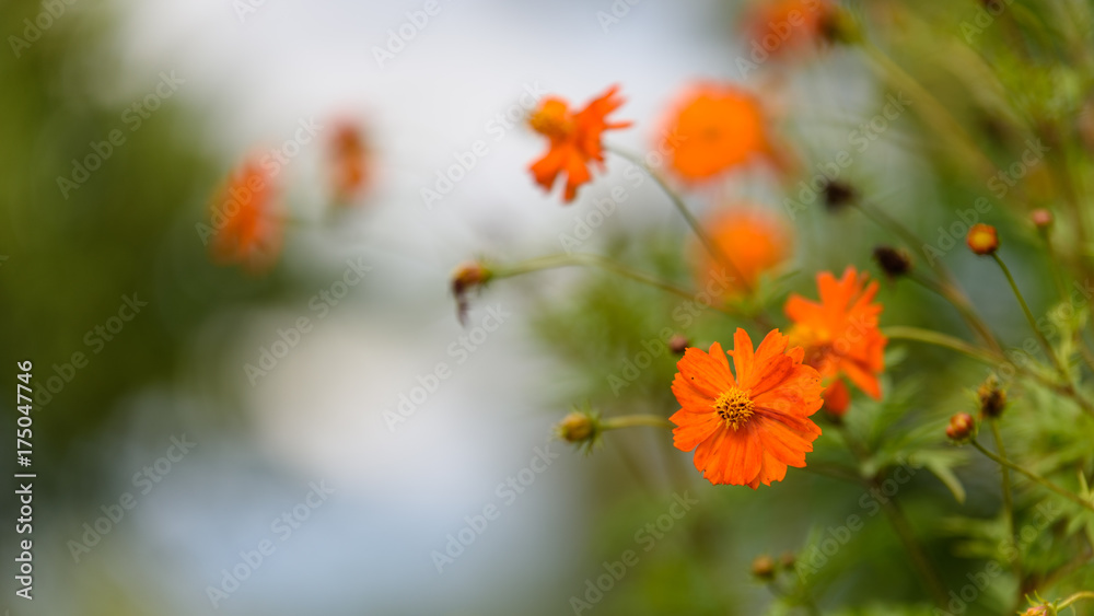 Autumn orange flowers