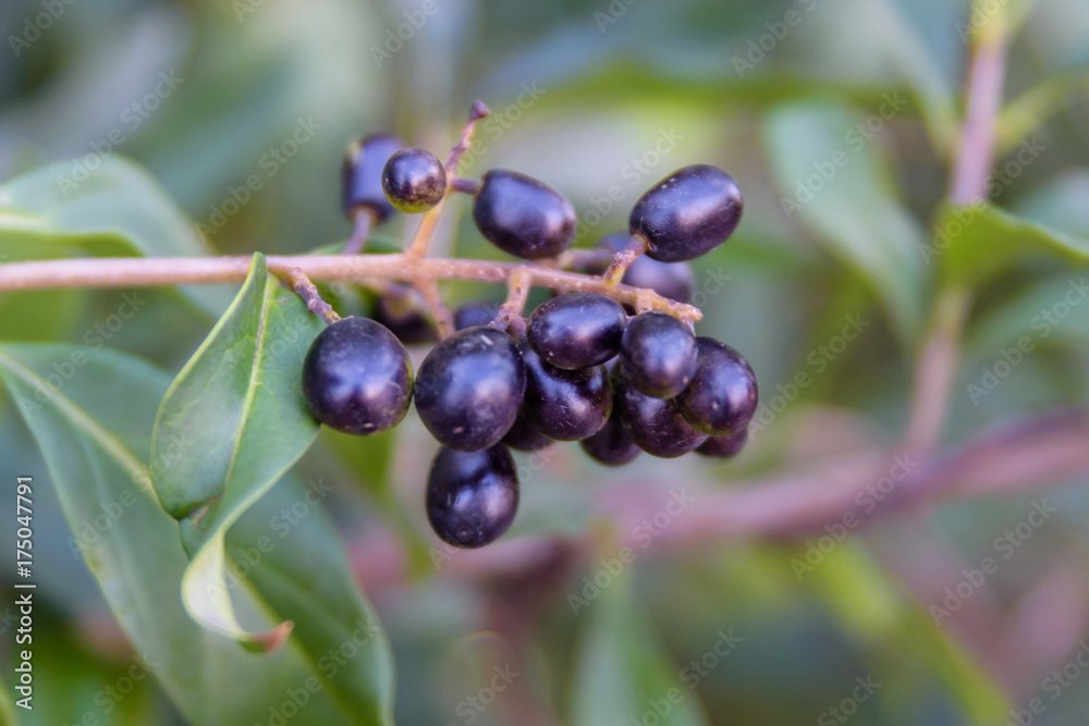 Berries of common privet (Ligustrum vulgare) on autumn