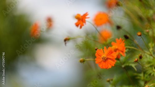 Autumn orange flowers © Nicola Simeoni