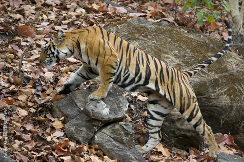 Tiger klettert auf die Felsen