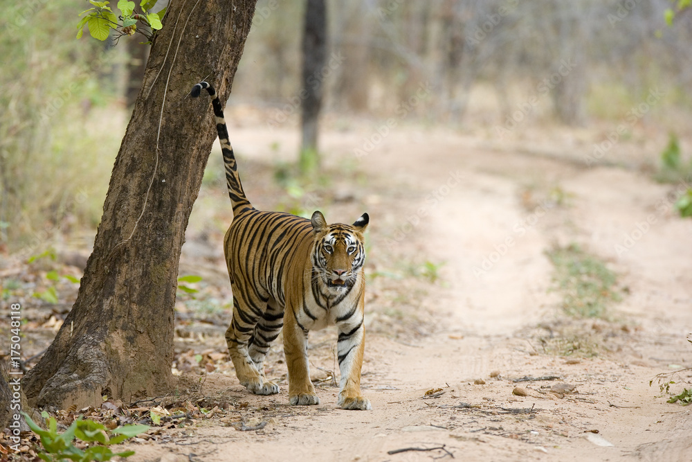 Fototapeta premium Tiger markiert sein Revier