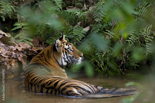 Tigerin liegt in einem Fluss