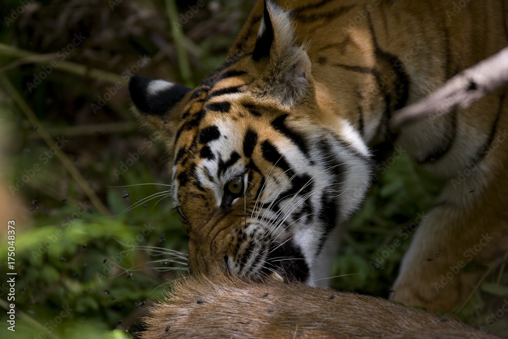 Junger Tiger frisst an einem Sambahirsch Junger Tiger frisst an einem Sambahirsch