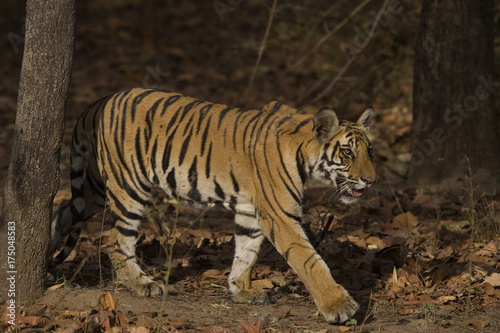 Tiger auf der Suche nach Beute