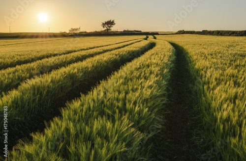 Field of crops in summer in a farmed landscape
