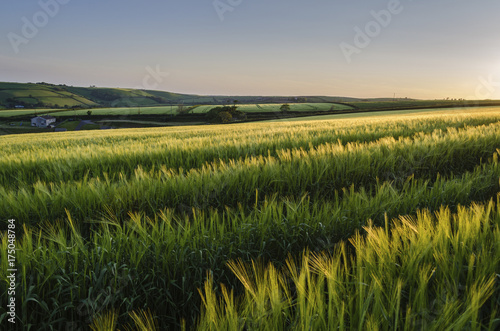 Field of crops in summer in a farmed landscape