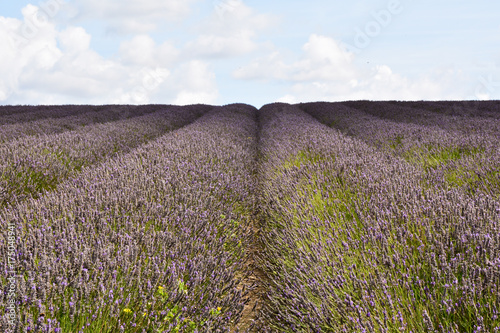 Rows of lavender flowers in field