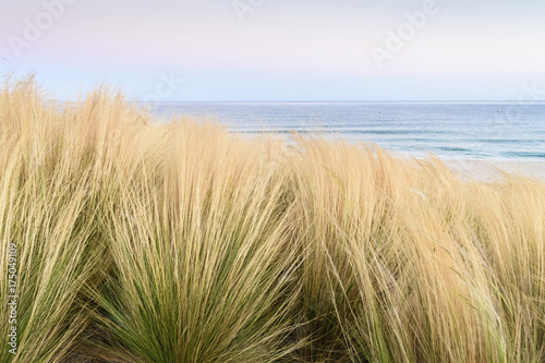 Wallpaper Mural Sea grasses and view out to sea Torontodigital.ca