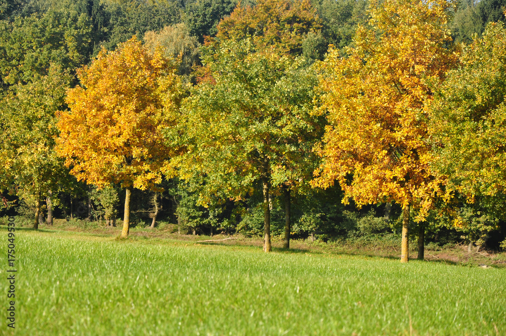 Stimmungsvoll, herbstlich buntes Laub an den Bäumen StockFoto Adobe