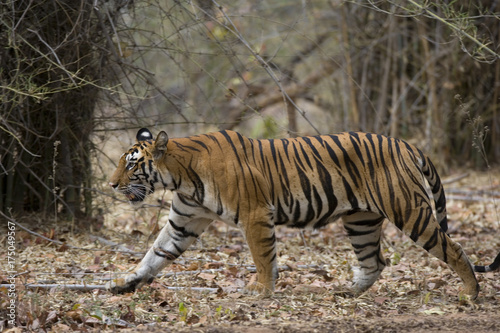 Tiger durchstreift den Wald