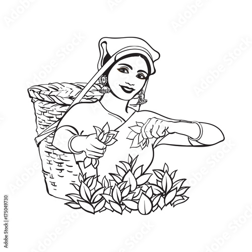 vector sketch cartoon indian Sri-lanka local woman collecting tea in tradition way smiling in big wicker basket. Traditionally dressed female character, hand drawn sri-lanka , india symbols