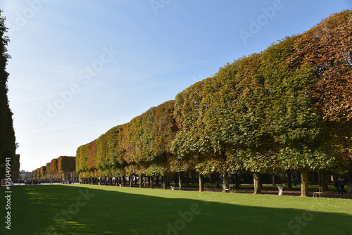 Allée boisée en automne au jardin du Luxembourg à Paris, France