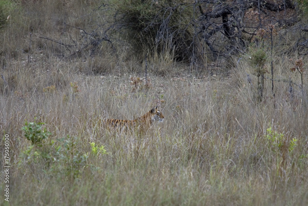 Tiger auf der Suche nach Beute