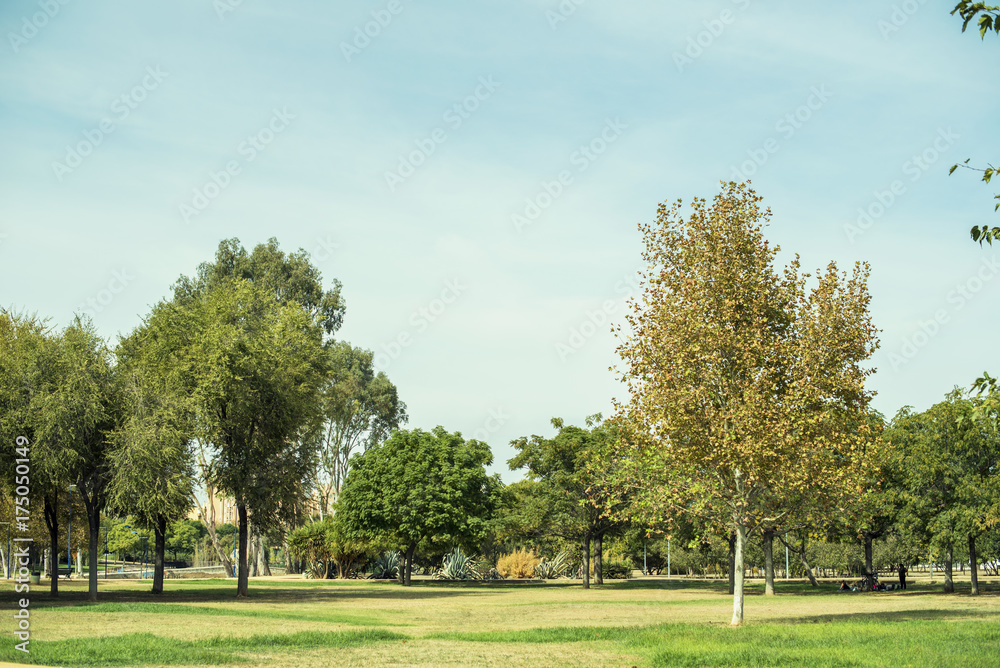 Imagen de zona de árboles en medio del campo/parque. Con cielo despejado azul.