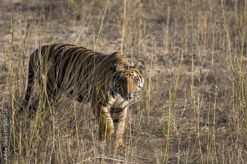 Tiger durchstreift das Grasland photo