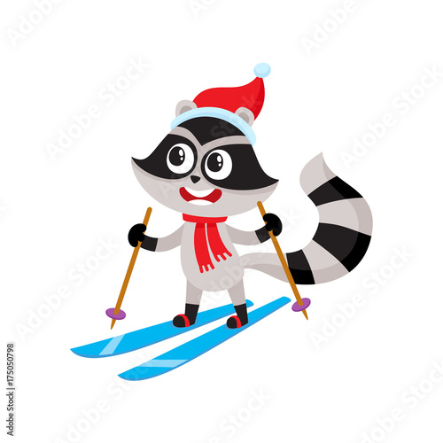 Cute little raccoon character skiing in hat and scarf, winter activity, cartoon vector illustration isolated on white background. Little baby raccoon animal character skiing in winter
